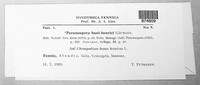 Peronospora boni-henrici image